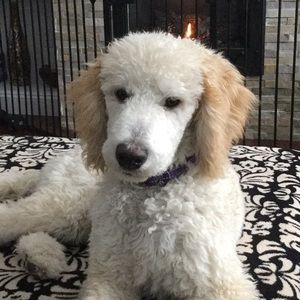 Meet your Posher, Joyce